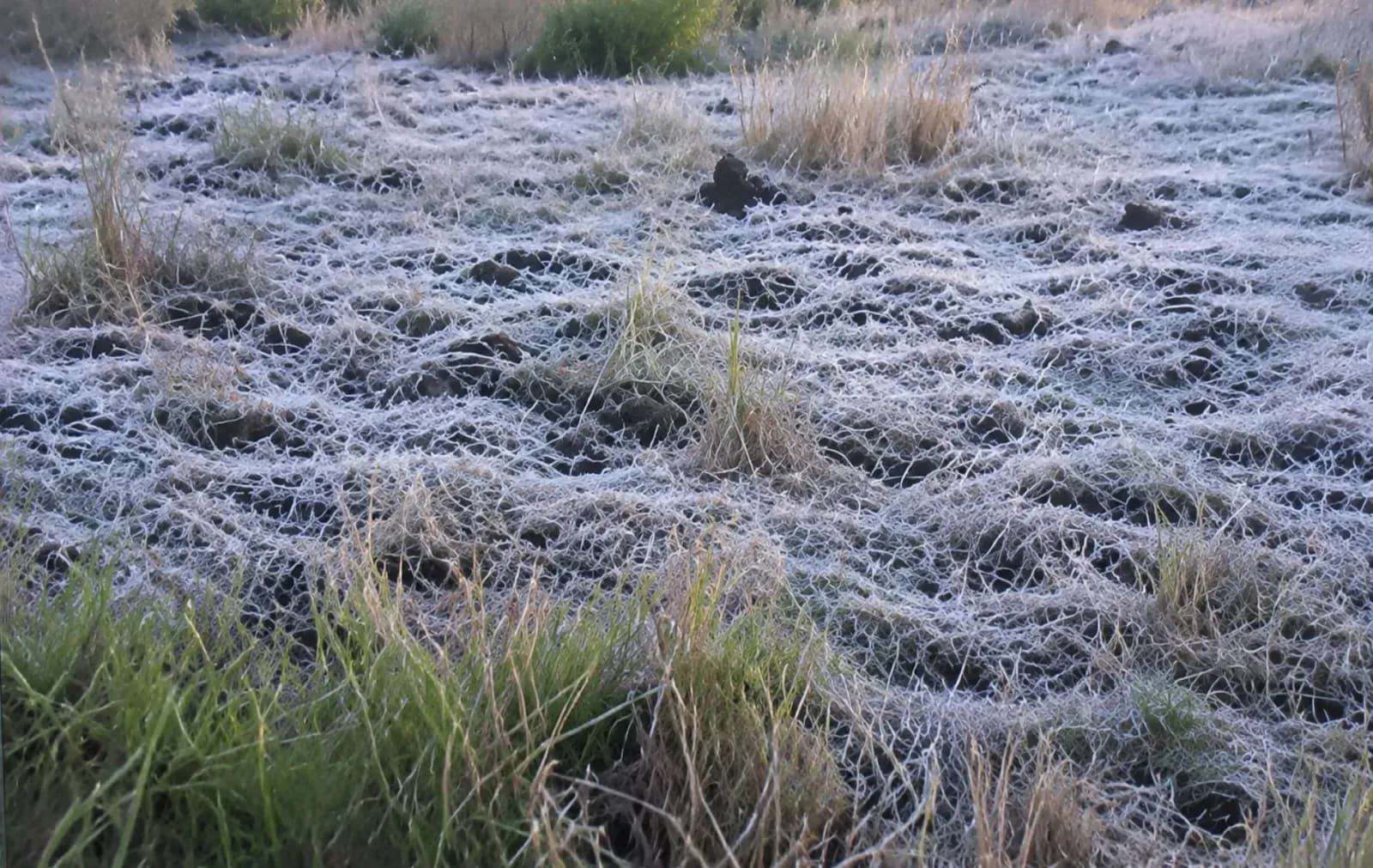 Paraná amanhece com geada e 0,8 ºC a menos de uma semana da primavera