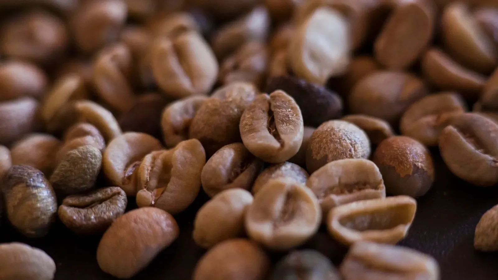Café no Paraná: plano estadual quer ampliar área cultivada para 38 mil hectares até 2038