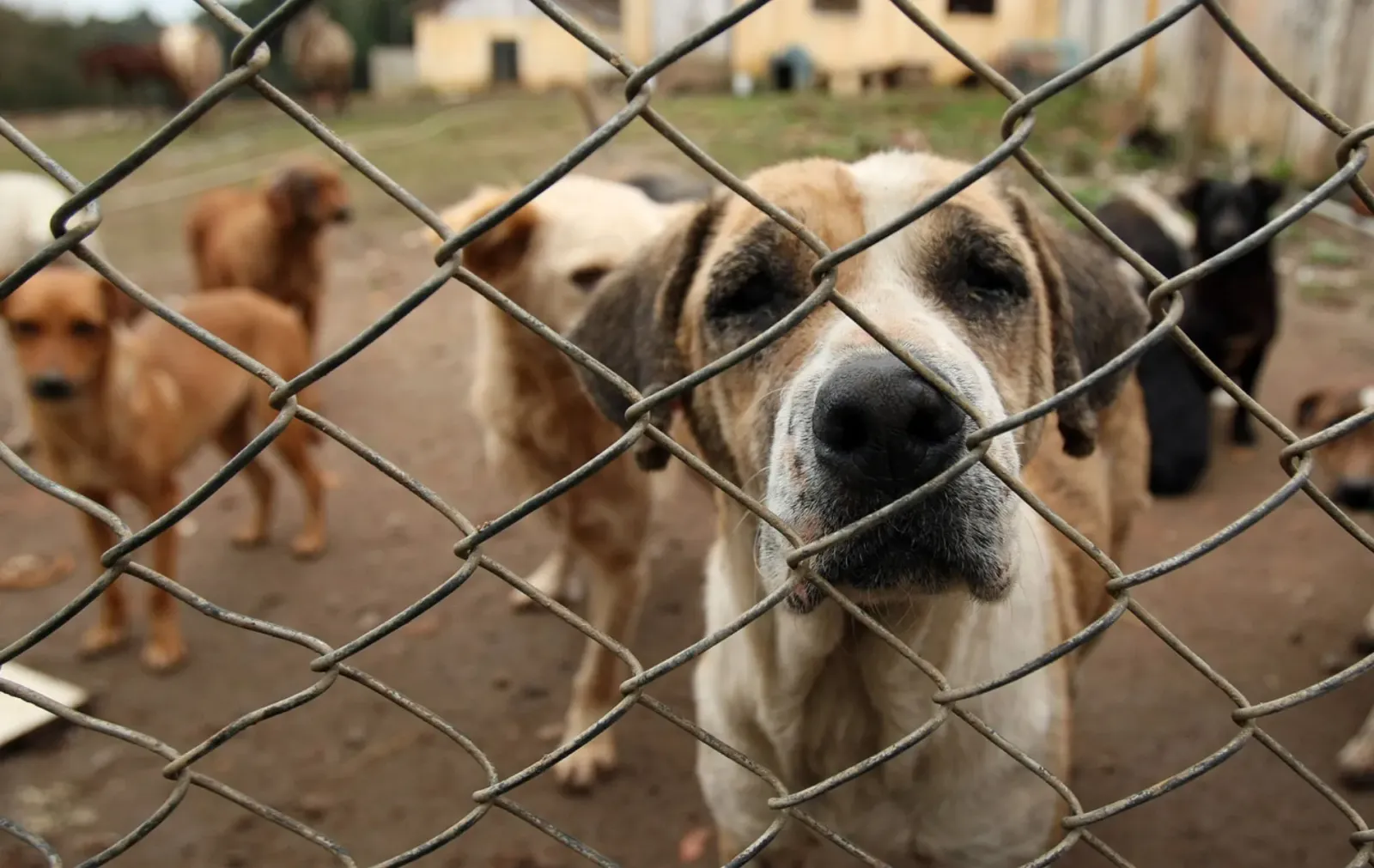 ONG de animais do Paraná é investigada por desvio de R$ 1,6 milhão em doações